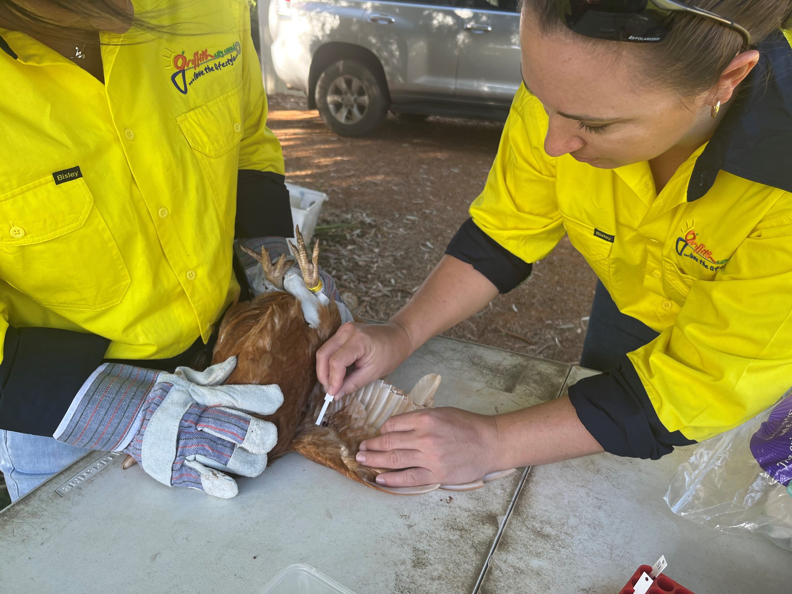 Two women in hi-vis shirts hold a chicken on a table.