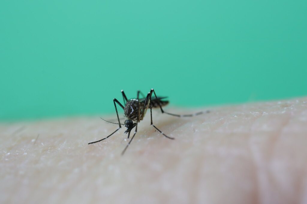 https://pathology.health.nsw.gov.au/wp-content/uploads/2023/09/Aedes-aegypti-mosquito-Dr-Cameron-Webb-1024x682.jpg