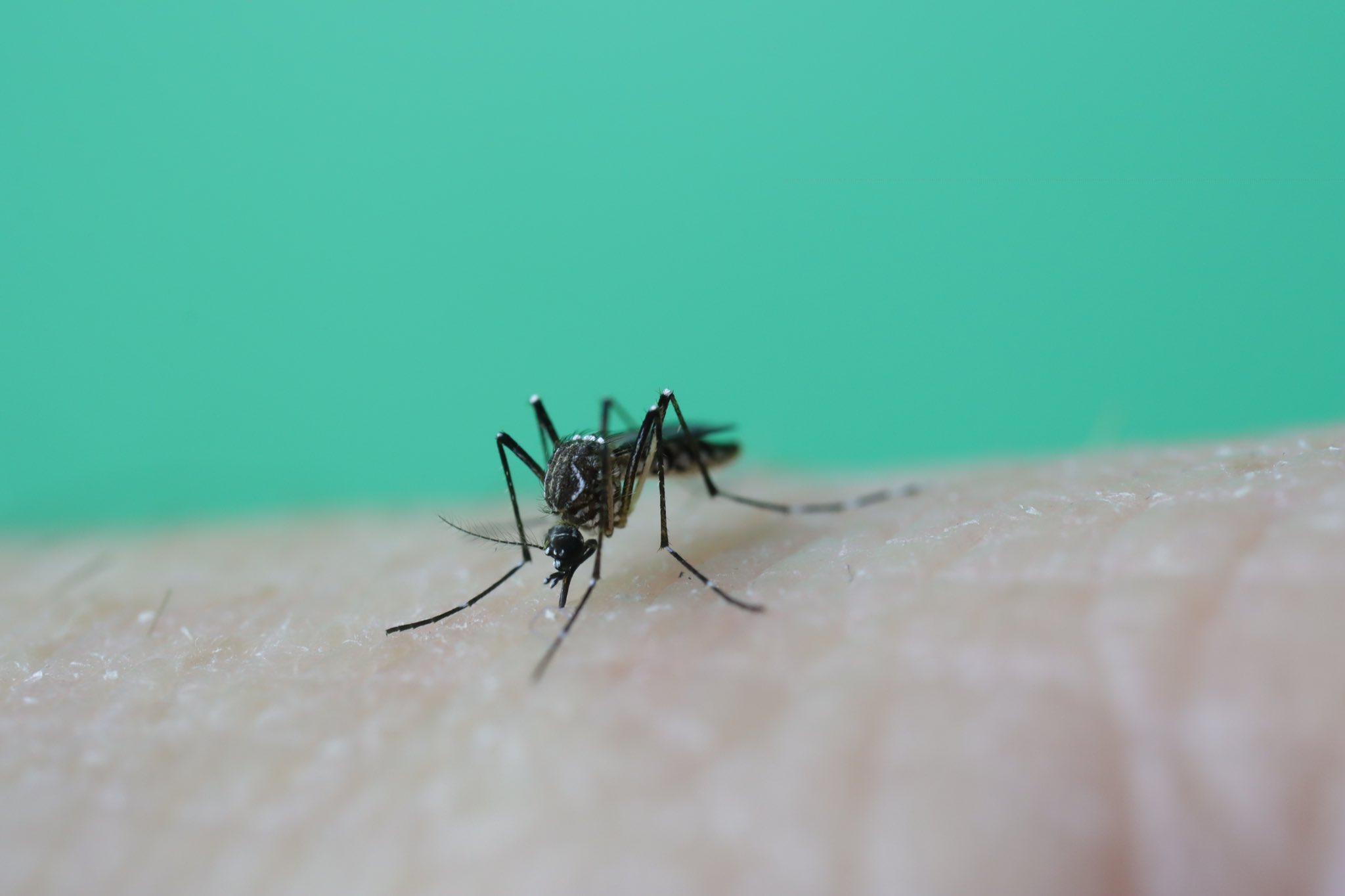 It’s warming up and mozzies are coming. Here’s how to mosquito-proof your backyard