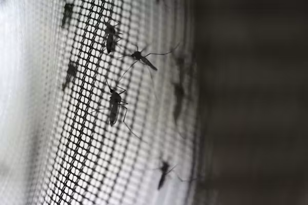 Mosquitoes on a window screen