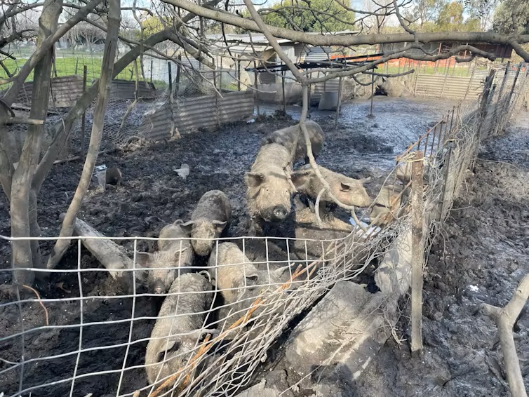 A group of pigs in a muddy yard.