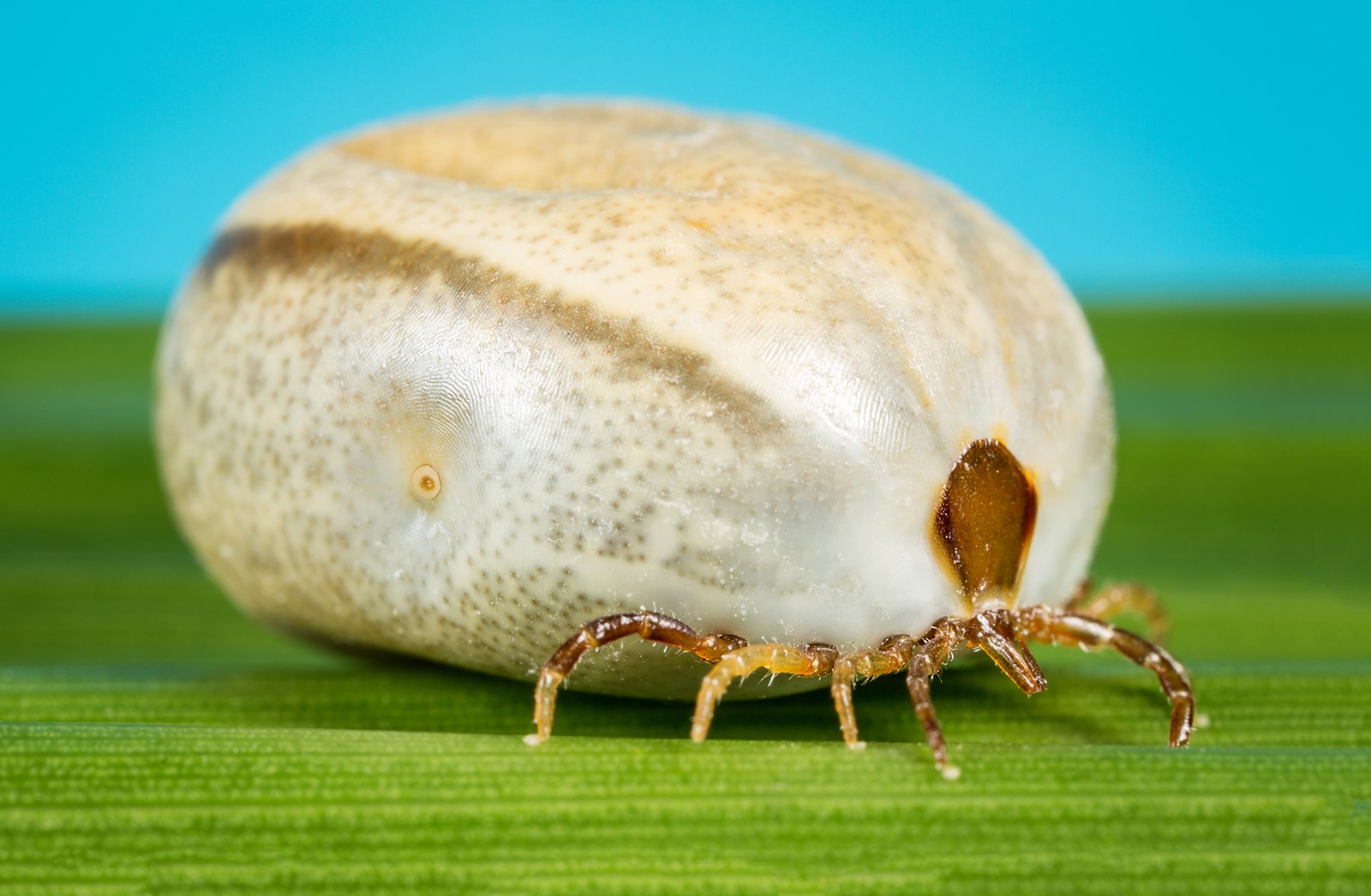 An engorged female tick