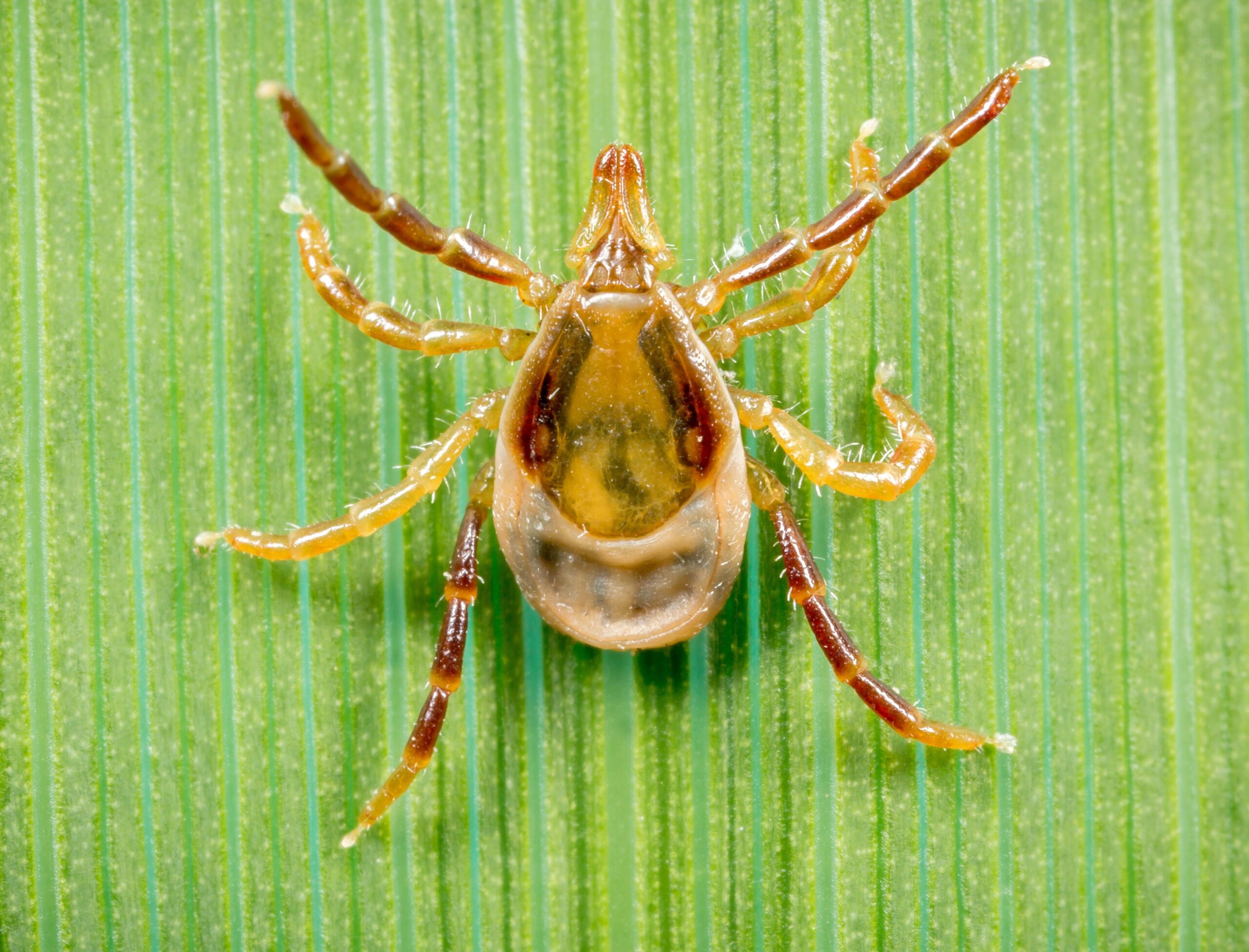 A female paralysis tick on a leaf.