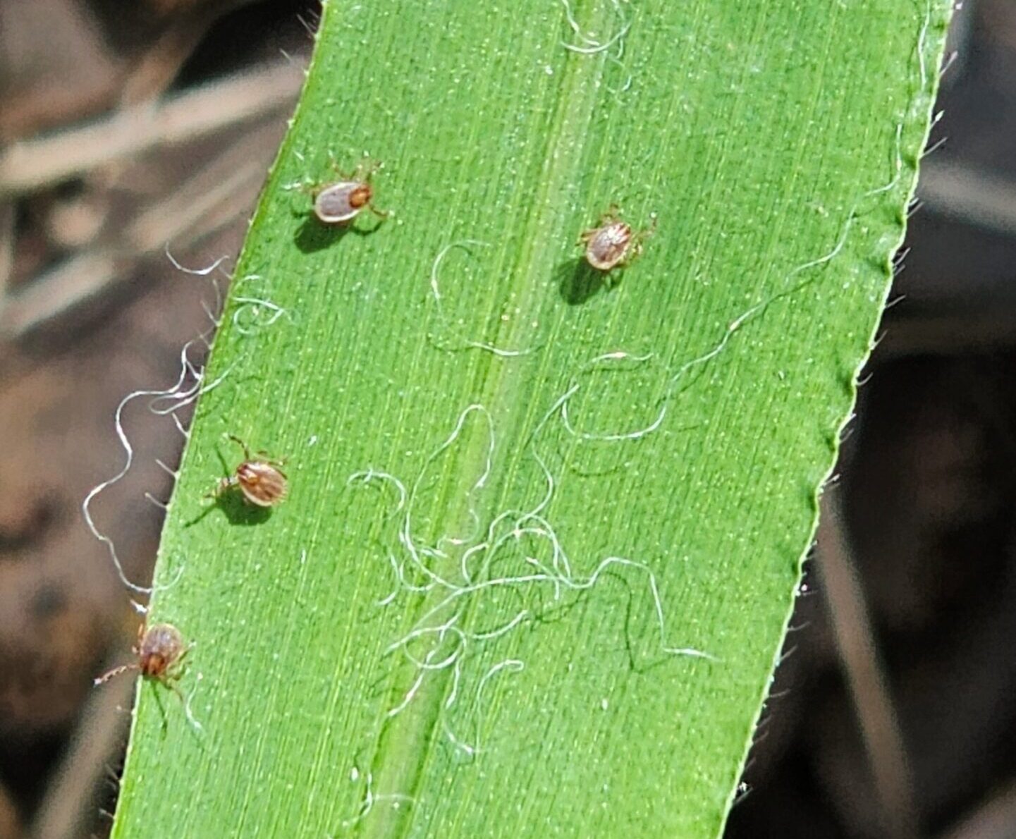 Small larval ticks on a leaf.