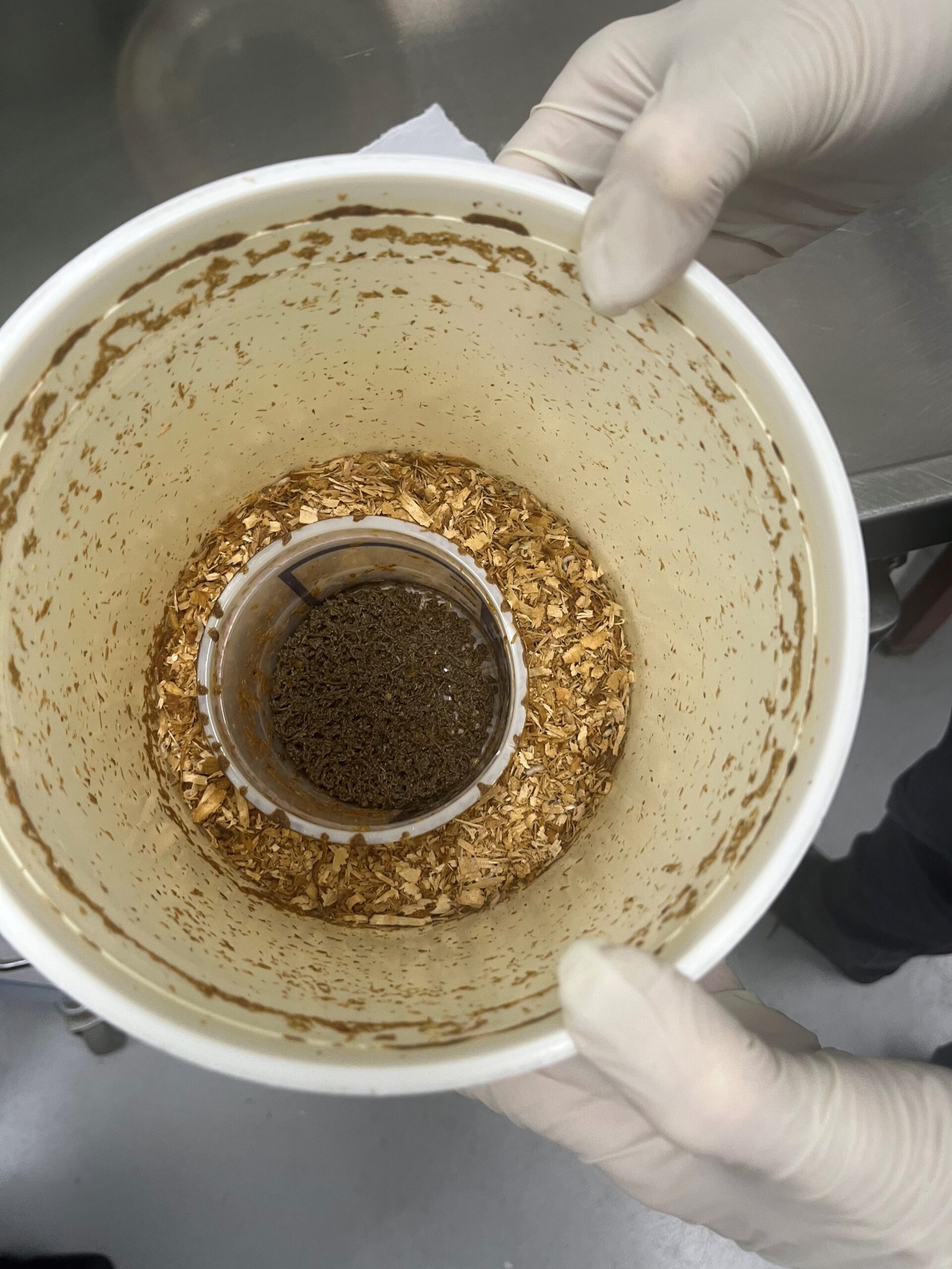 A white bucket with a small amount of wood shavings in the base.