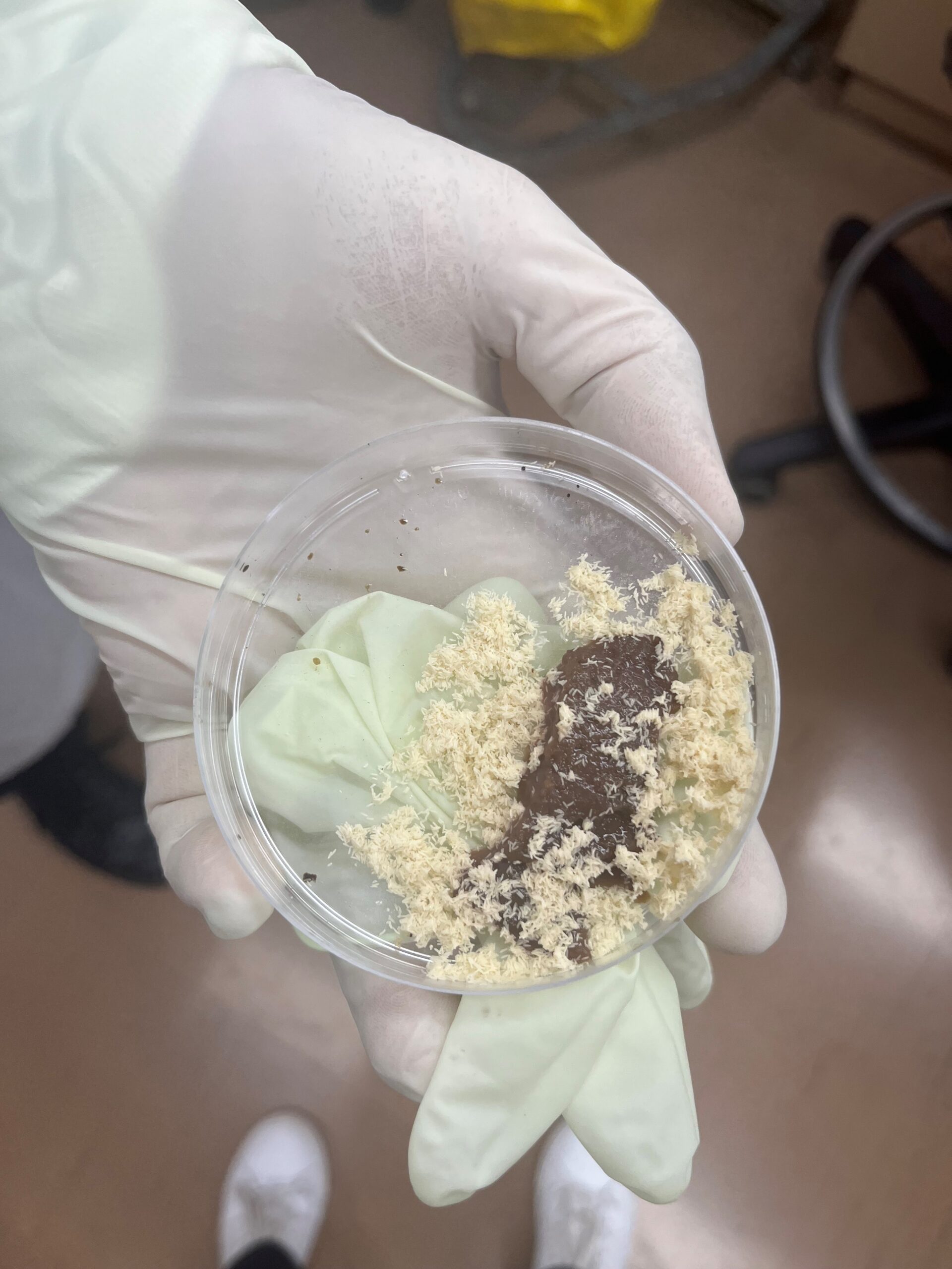 A gloved hand holding a glass dish containing a piece of liver covered in small white eggs.