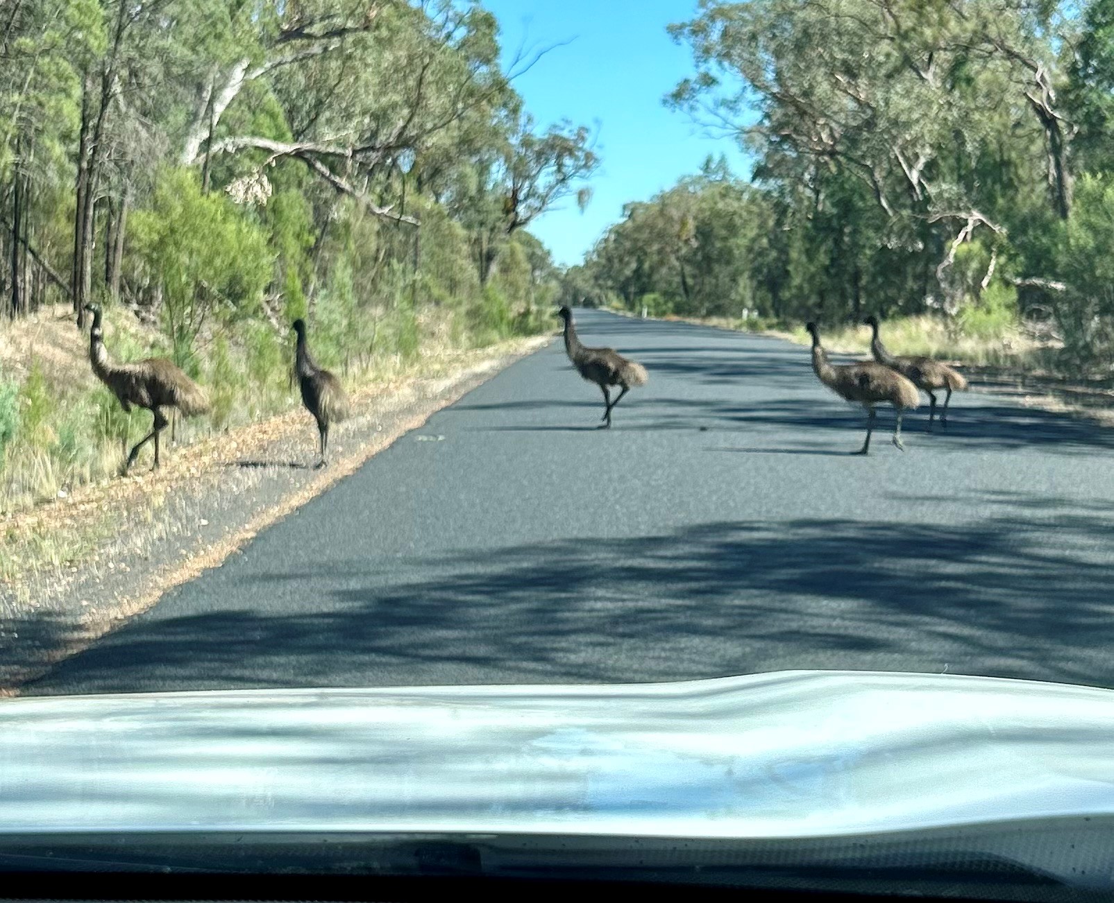 A photo taken from inside a car of emus crossing a road.